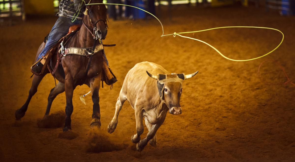 Chase Hawks Rough Stock & Rodeo Billings MT